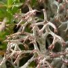 Cladonia ciliata Var. tenuis